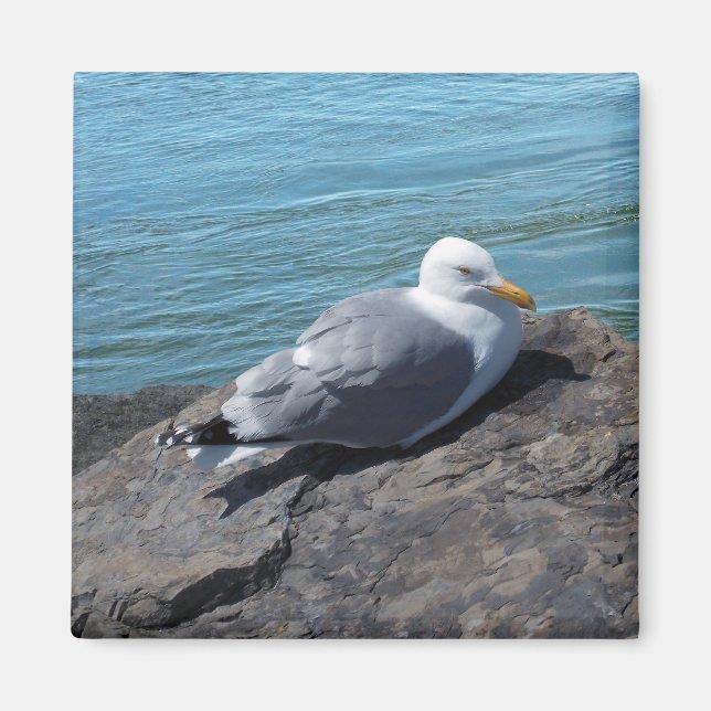 Imã Herring Gull em Rock Jetty (Frente)