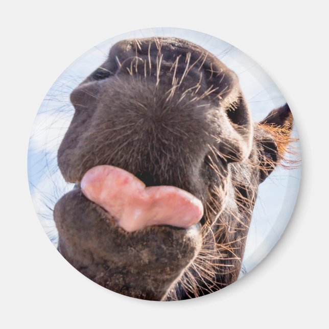 Imã Hetero da Foto Engraçado de Boca do Cavalo (Frente)