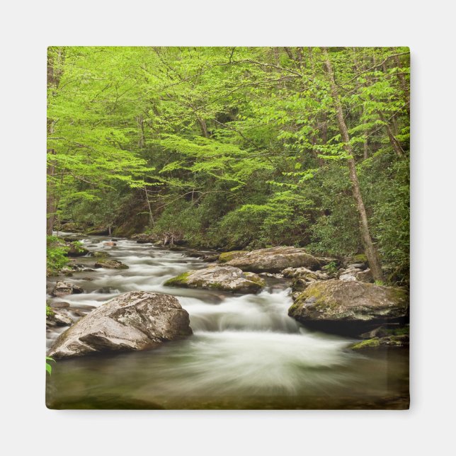 Imã Hetero Forrapk flui através da floresta (Frente)