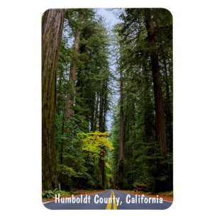 Ímã Hetero Road Next Through Misty Redwood Forest M