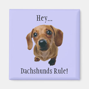 Imã "Hey… Regra dos Dachshunds! "