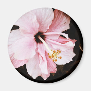 Imã Hibisco