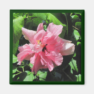 Imã Hibisco Rosa Duplo com o Magnet Raindrops