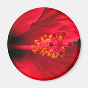 Imã hibisco vermelho
