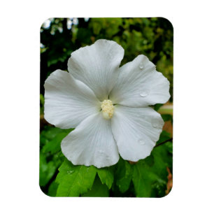 Ímã Hibiscus