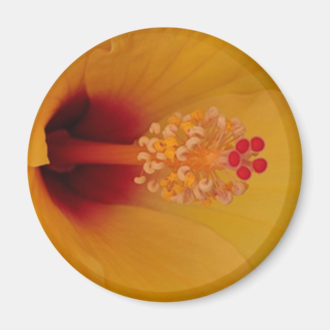 Imã Hibiscus (Frente)