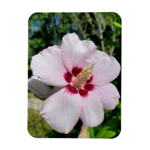 Ímã Hibiscus