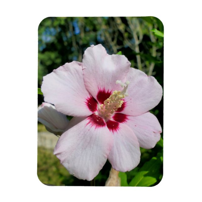 Ímã Hibiscus (Vertical)