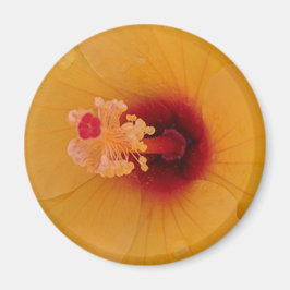 Imã Hibiscus