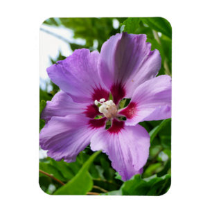 Ímã Hibiscus