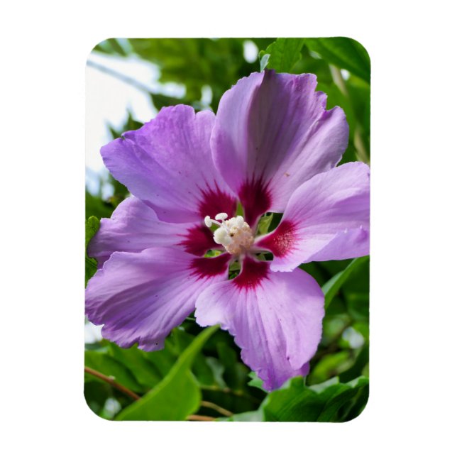 Ímã Hibiscus (Vertical)