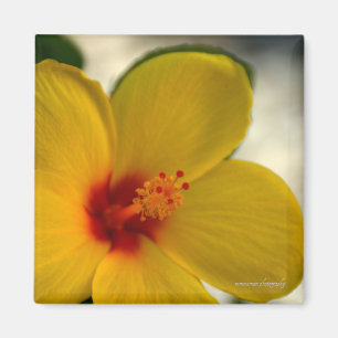 Imã Hibiscus Amarelo