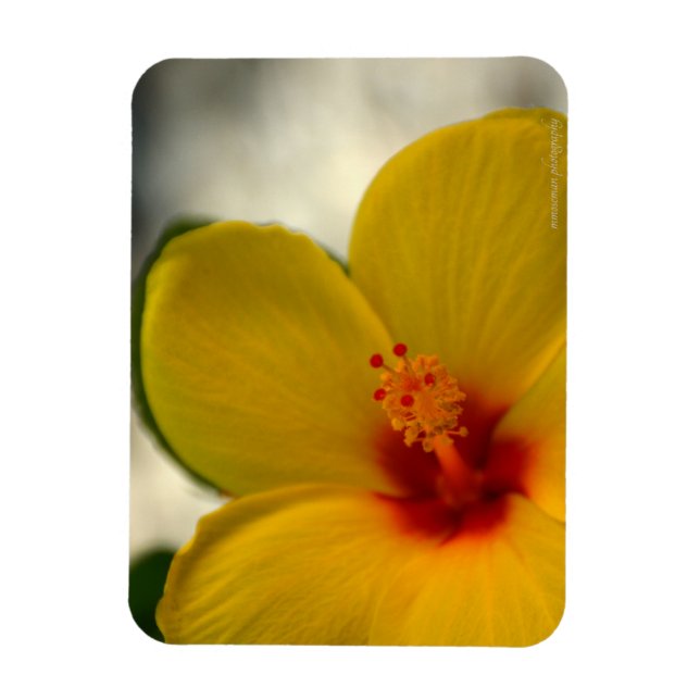 Ímã Hibiscus Amarelo (Vertical)