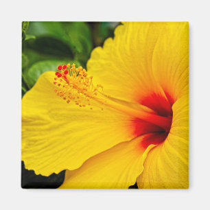 Imã Hibiscus amarelo brilhante