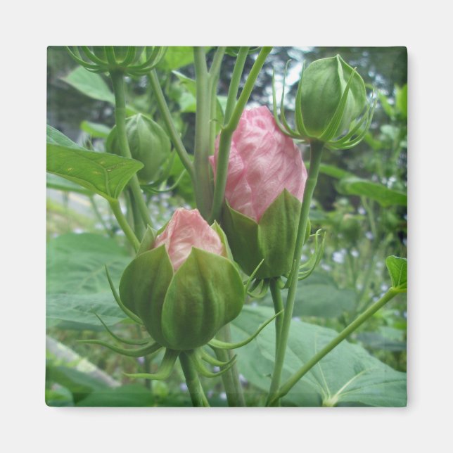 Imã Hibiscus Buds Magnet (Frente)
