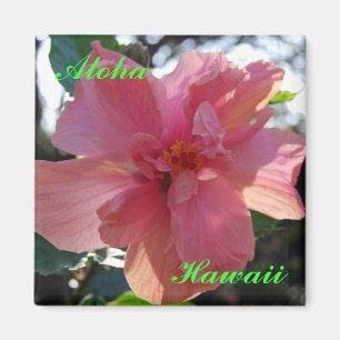 Imã Hibiscus cor-de-rosa em Havaí