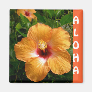 Imã Hibiscus de Havaí Aloha