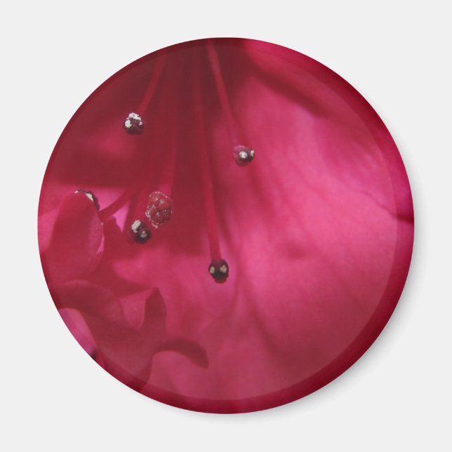 Imã Hibiscus Magnet (Frente)