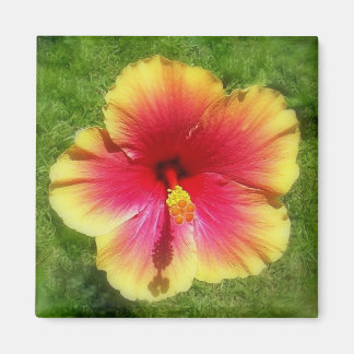 Imã Hibiscus Magnet