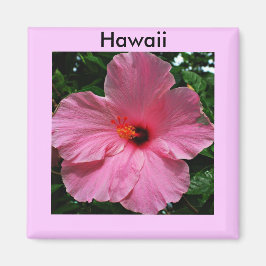 Imã Hibiscus Magnet, rosa-do-Havaí