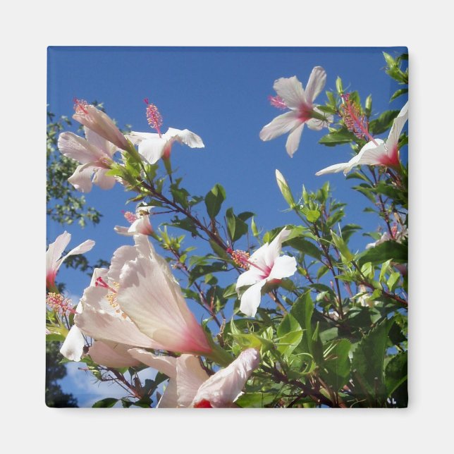 Imã Hibiscus Scenic Magnet (Frente)