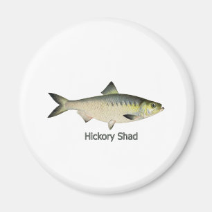 Imã Hickory Shad
