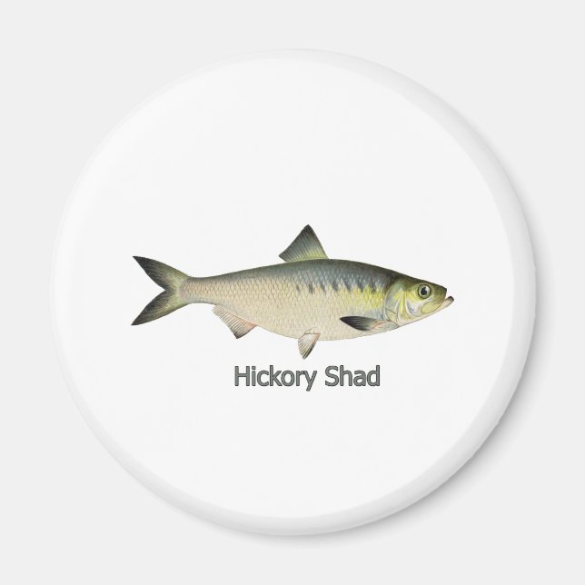 Imã Hickory Shad (Frente)
