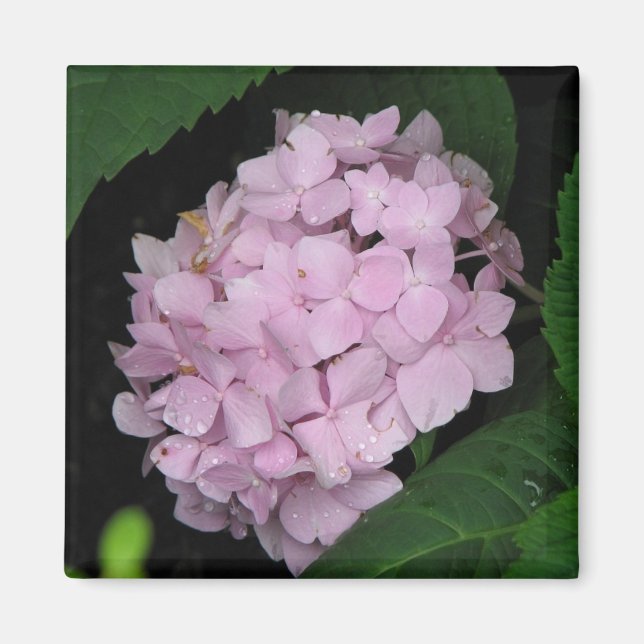 Imã Hidrangea (Frente)
