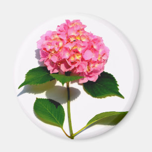 Imã Hidrangea rosa