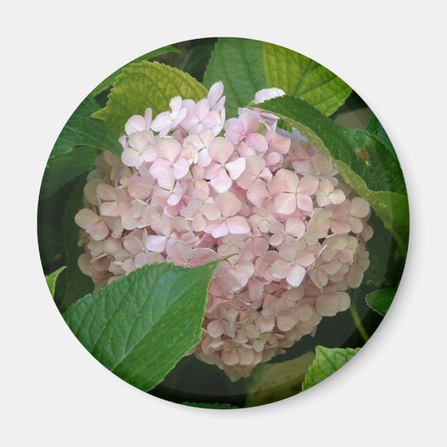 Imã Hidrangea rosa (Frente)