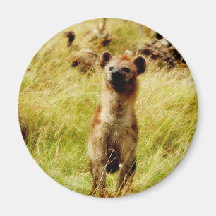 Imã Hiena com o ímã do wildebeest (gnu)