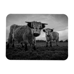 Ímã High Park Cow Mono