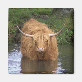 Imã Highland Cattle