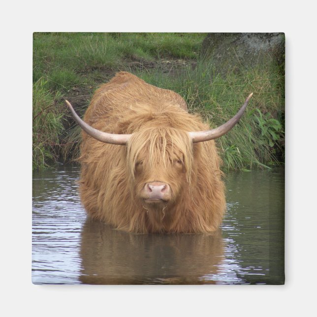 Imã Highland Cattle (Frente)