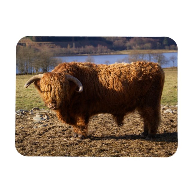 Ímã Highland Cattle Bull, Escócia (Horizontal)