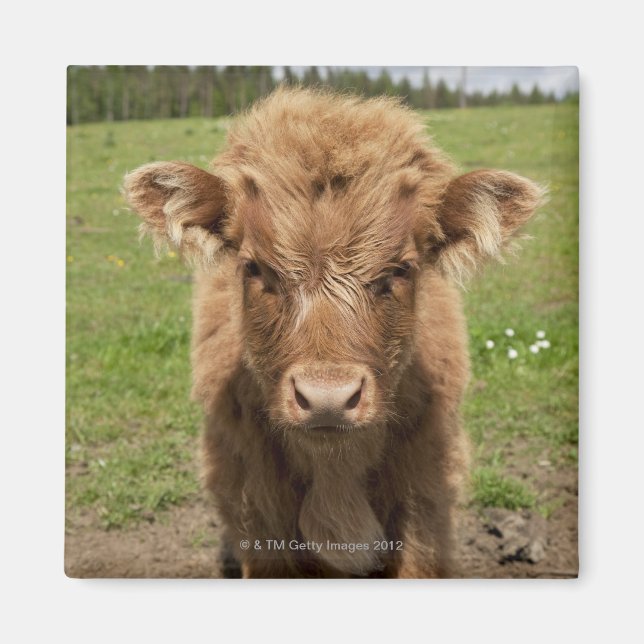 Imã Highland Cattle, perto de Dufftown, (Frente)