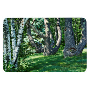 Ímã Hillside Trees