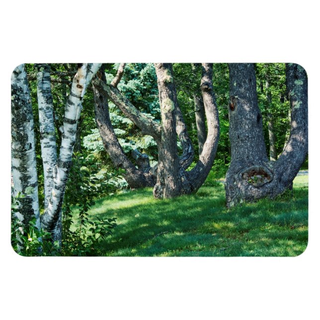 Ímã Hillside Trees (Horizontal)