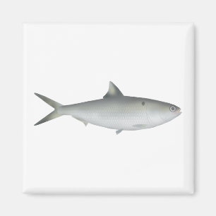 Imã Hilsa Shad