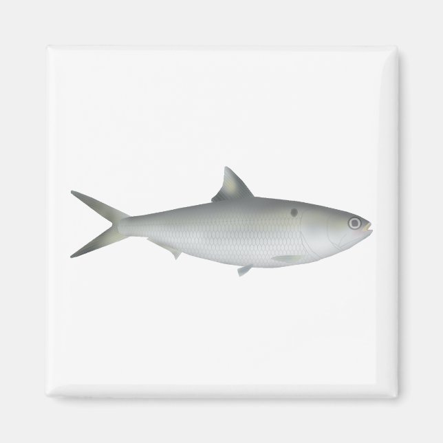 Imã Hilsa Shad (Frente)
