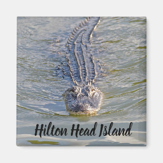 Imã Hilton Head Alligator Magnet