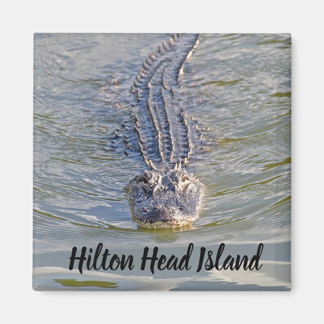 Imã Hilton Head Alligator Magnet (Frente)