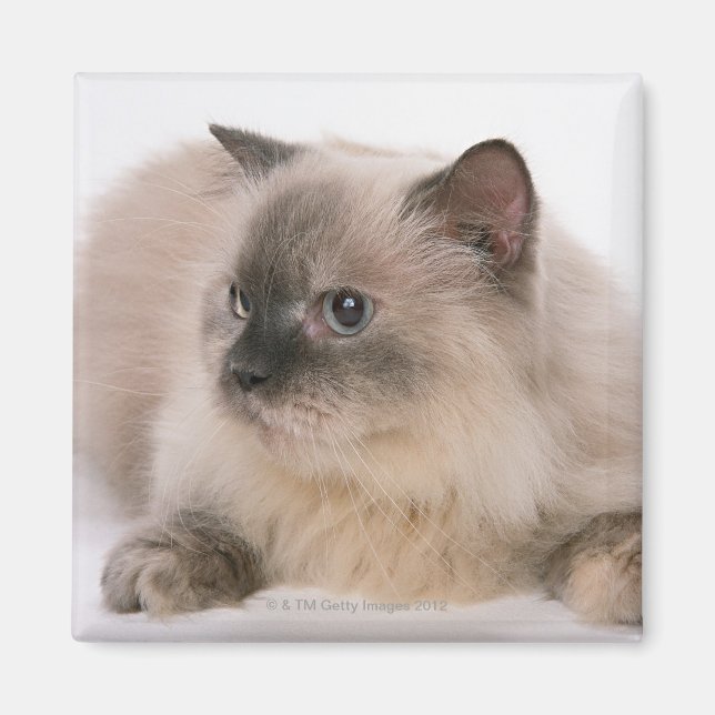 Imã Himalayan (Frente)