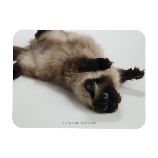 Ímã Himalayan Cat Deitado nas costas (Horizontal)