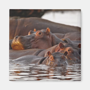 Imã Hipopótamo, Hippopotamus amphibius, Lago