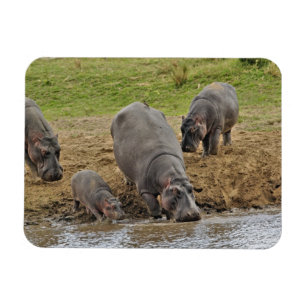 Ímã Hipopótamo, Hippopotamus amphibius, Serengeti