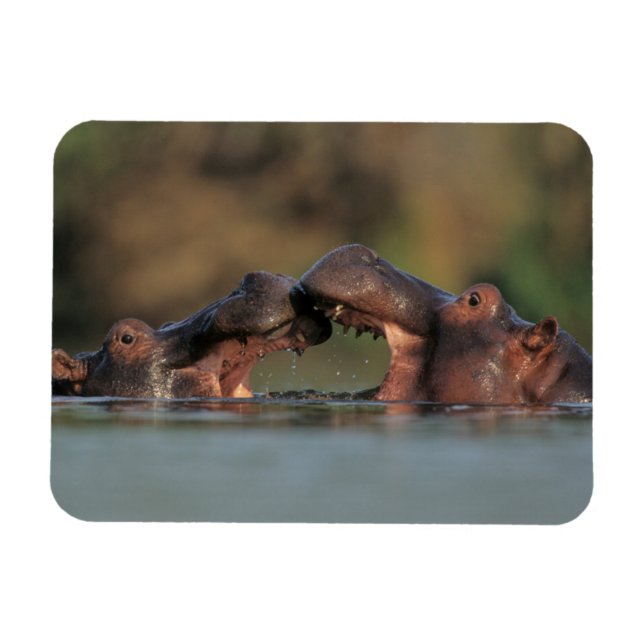 Ímã Hipopótamos (Hippopotamus Amphibius) Lutando (Horizontal)