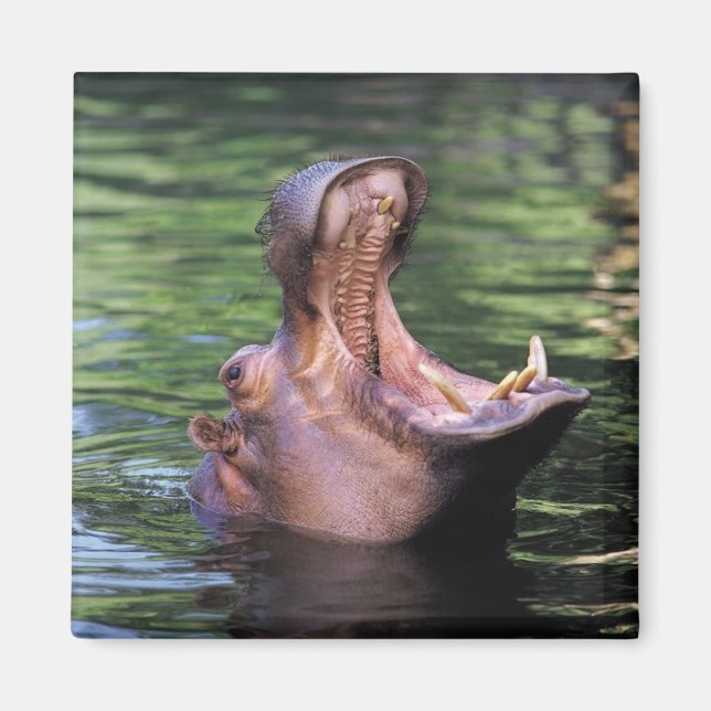 Imã Hippo com fome (Frente)