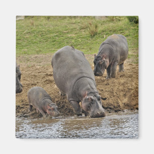 Imã Hippopotamus, amphibius do Hippopotamus, Serengeti