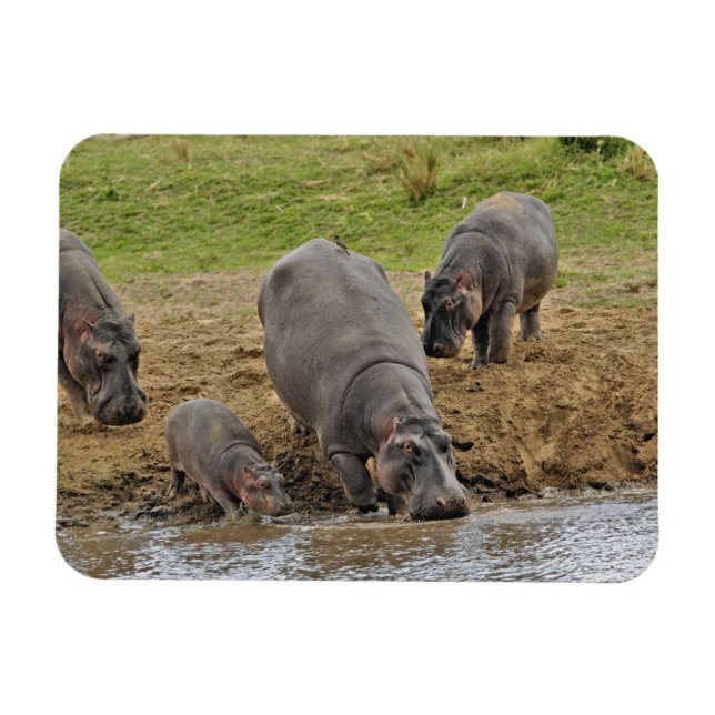 Ímã Hippopotamus, Hippopotamus amphibius, Serengeti (Horizontal)